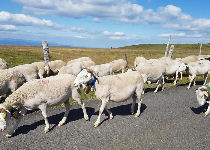 Coeur De Village Saint-Jean-du-Bruel